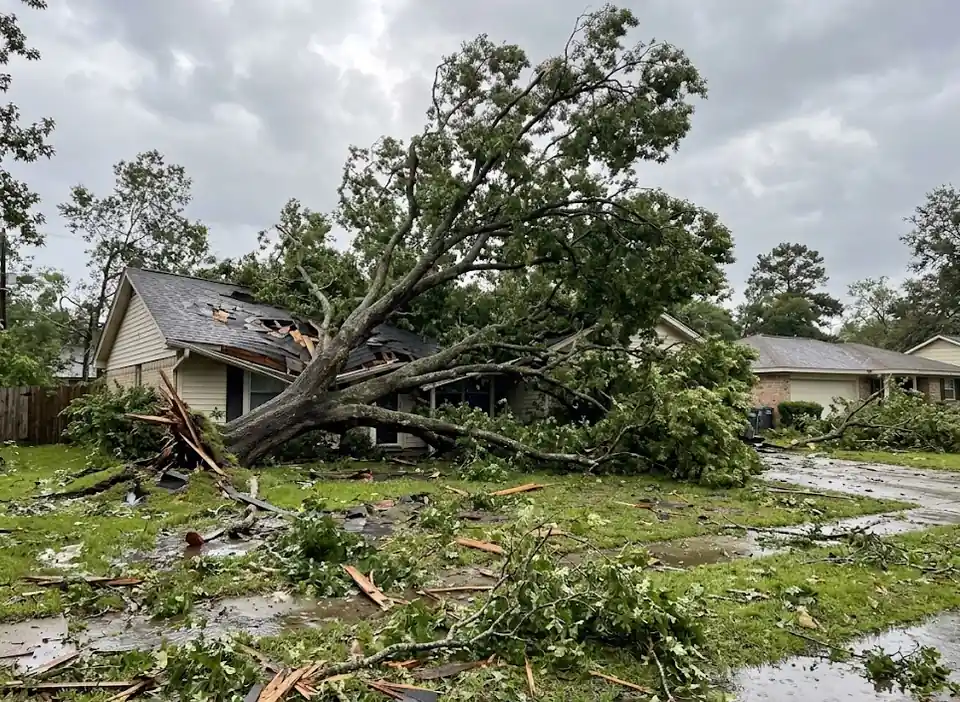 fallen tree damage